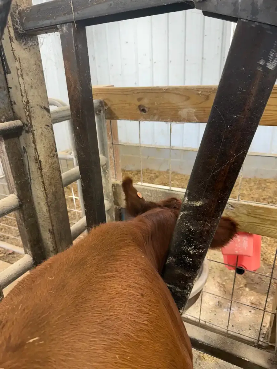 Dexter heifer eating calmly in the stanchion with the headcatch open during training.