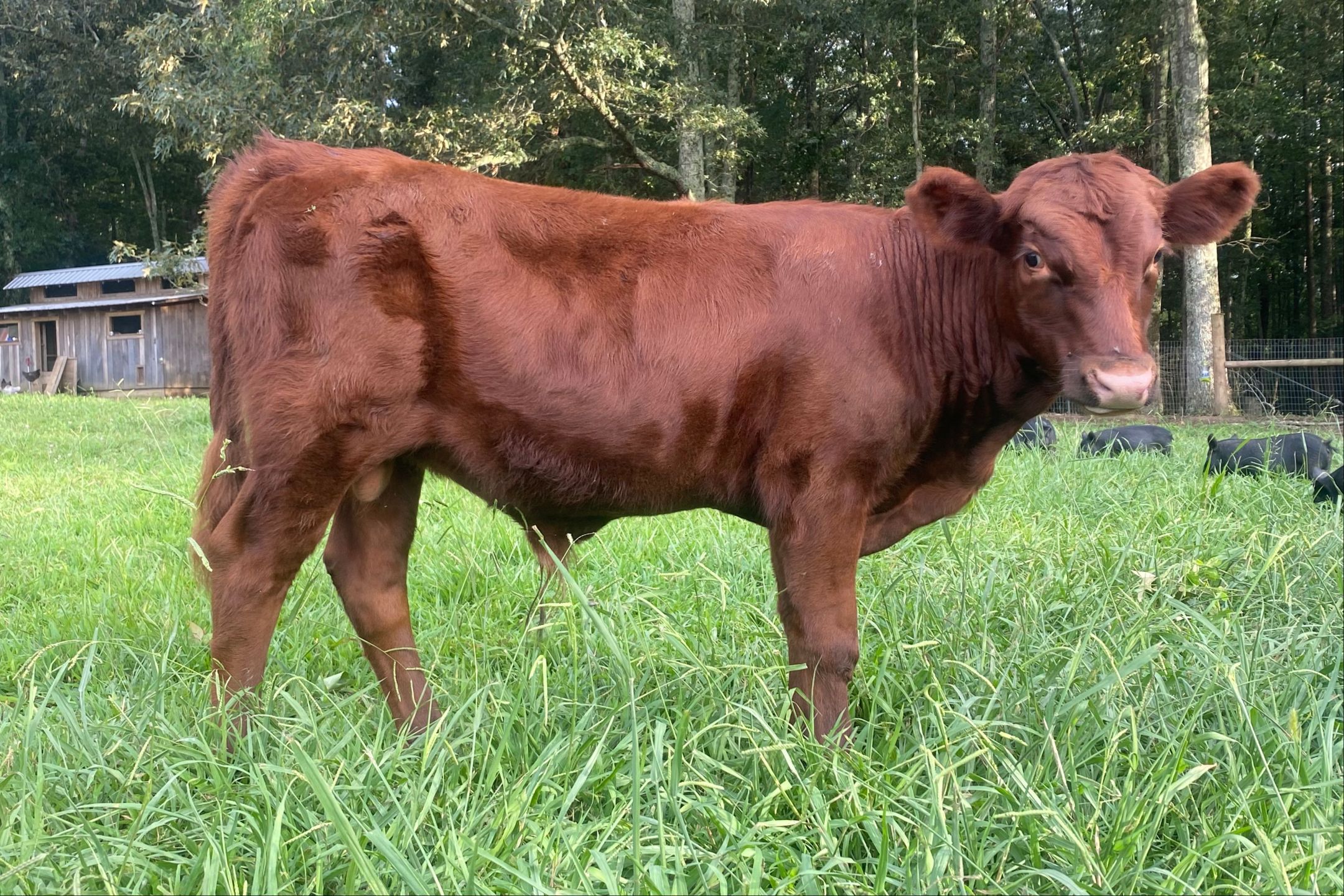 Napoleon, red Dexter bull calf at Mountain Heritage Farm — example of desirable slow maturity at six months old