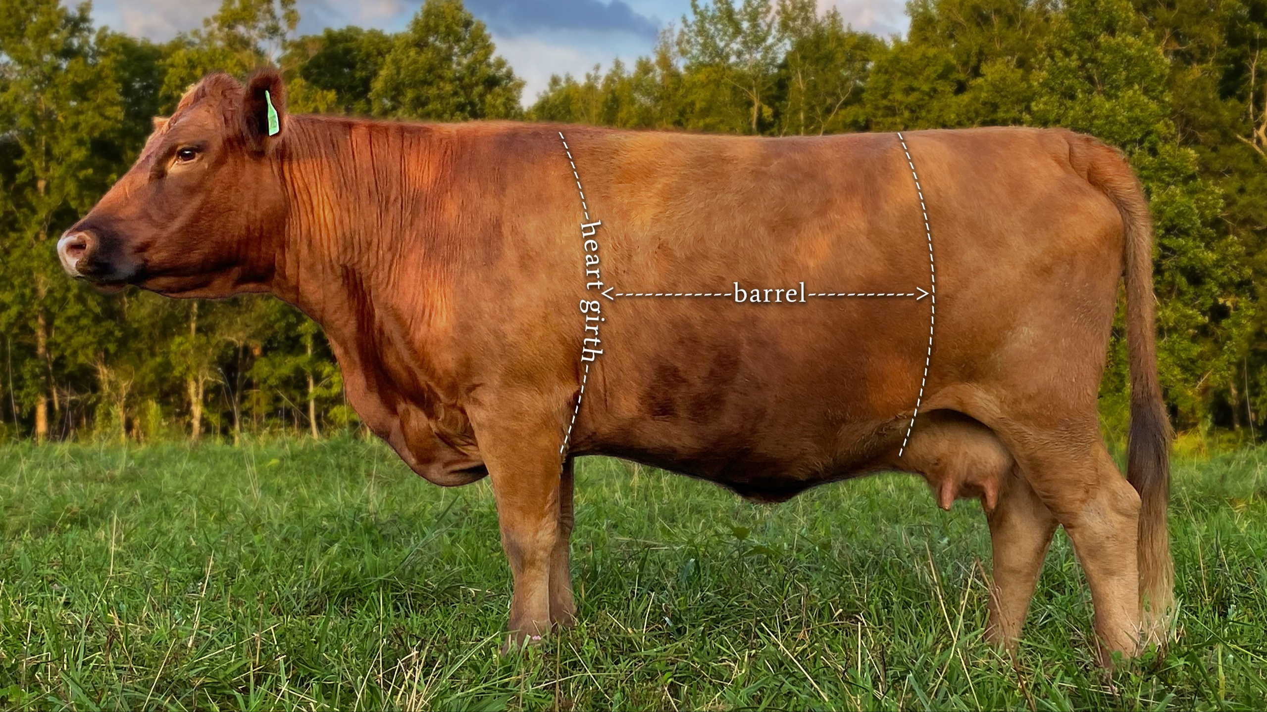 Dexter cow barrel and heart girth diagram showing depth and width of ribcage