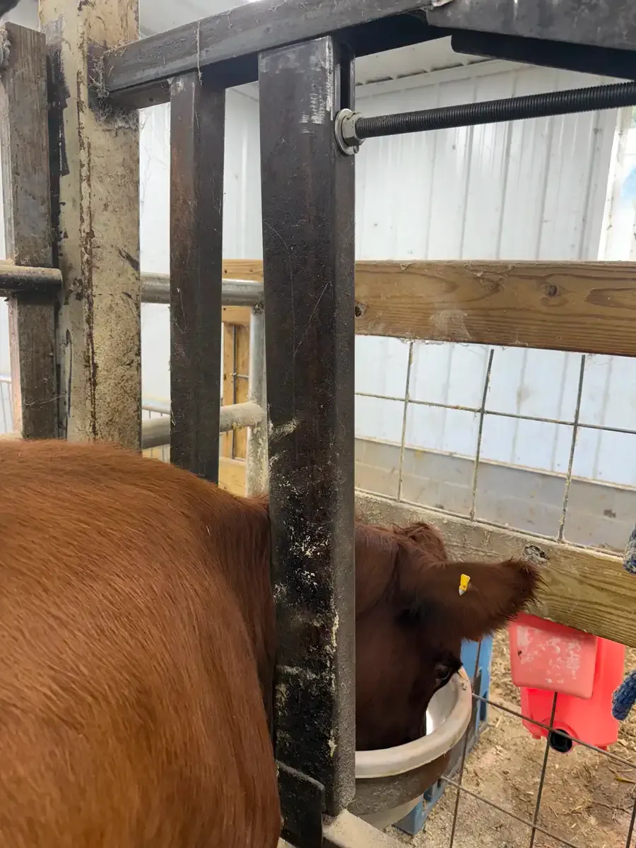 Dexter heifer continuing to eat calmly in the stanchion with the headcatch closed for the first time.