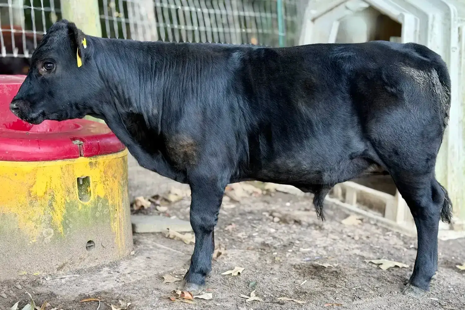 Young black Dexter bull calf standing in profile beside a livestock waterer..