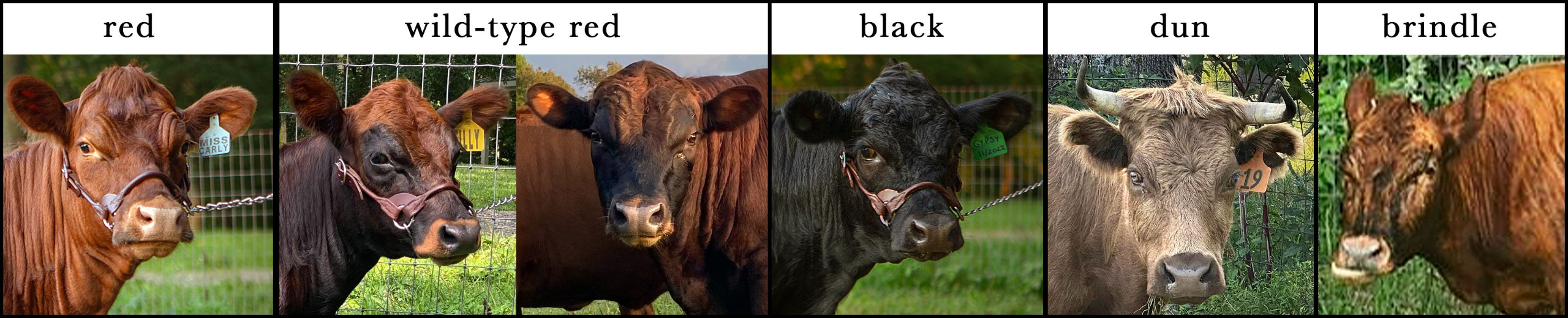 Dexter cattle color examples including red, wild-type red, black, dun, and brindle