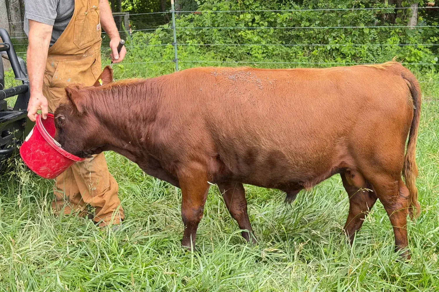 Red Dexter bull calf eating from a bucket beside a handler in pasture.