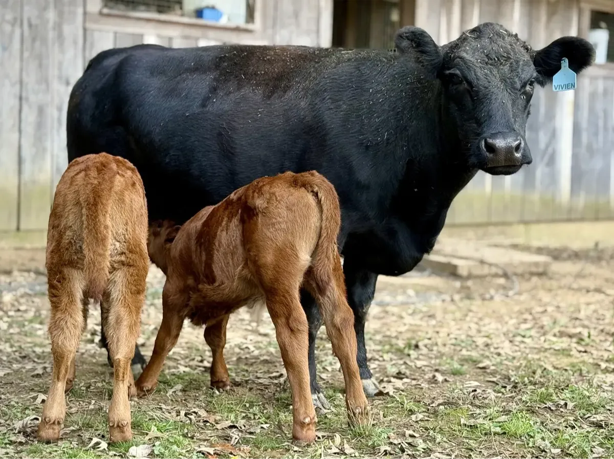 Black Dexter cow named Vivien standing calmly while nursing two red calves at Mountain Heritage Farm, illustrating a nurse cow raising multiple calves with good body condition and gentle temperament.