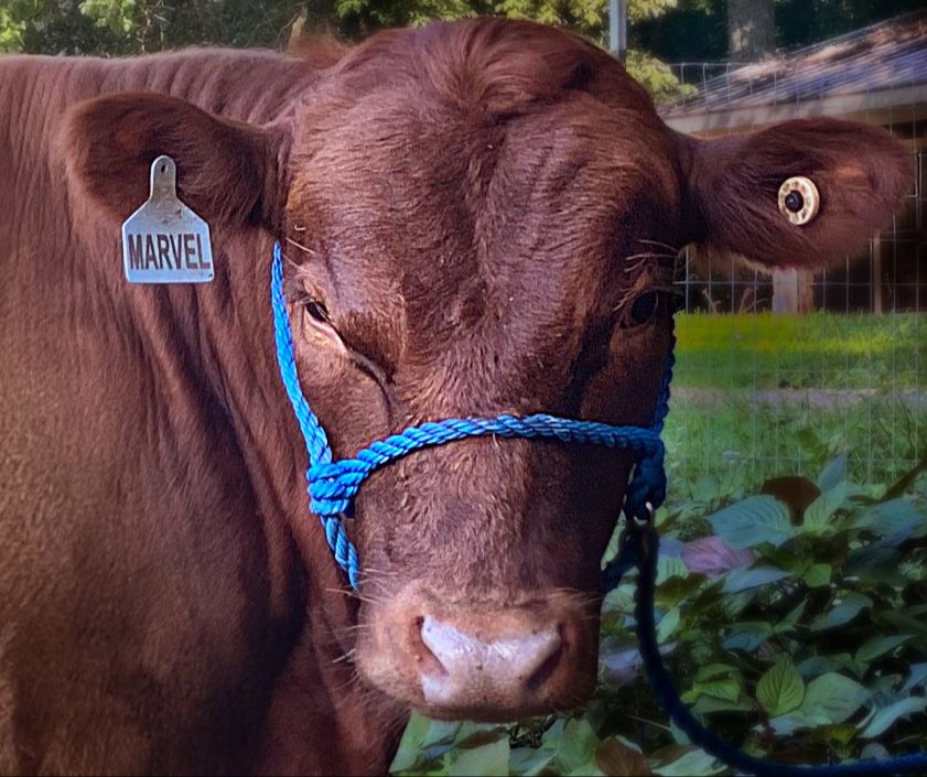 Red Dexter bull with halter showing broad head and strong muzzle structure