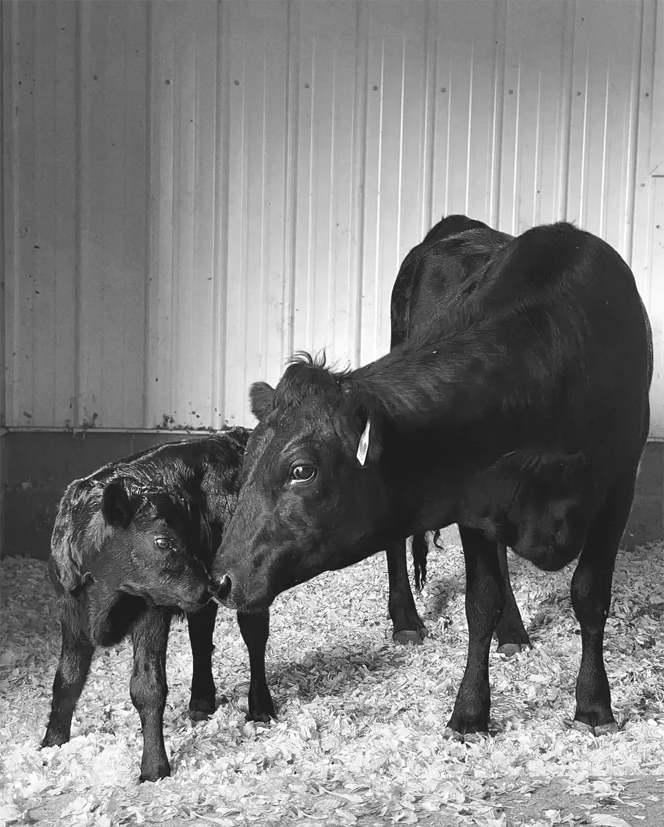 Dexter milk cow standing with her newborn twin calves inside the barn at Mountain Heritage Farm, representing the close bond that makes calf sharing appealing but often unpredictable.