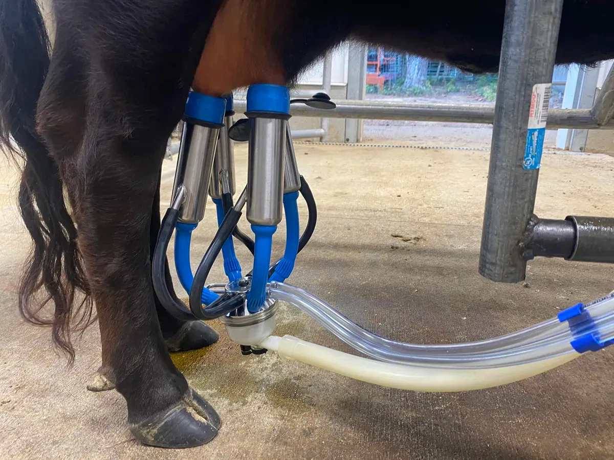 Standard stainless steel milking claw on a Dexter cow, hanging less than two inches from the ground — an uncomfortable and unsanitary fit.