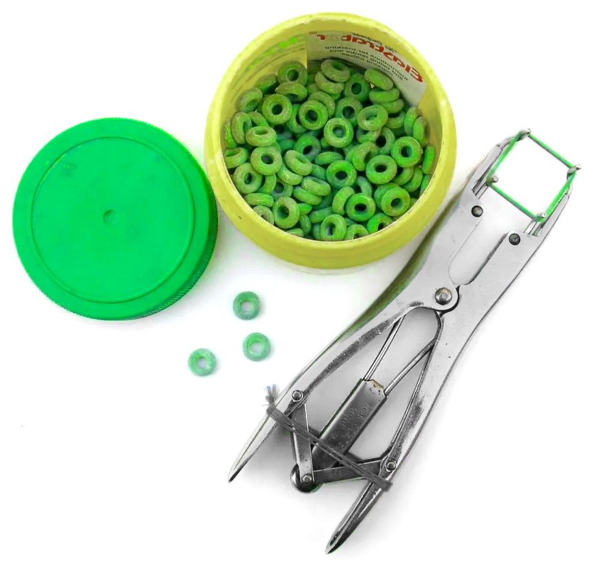 Castration bands and tool — Mountain Heritage Farm’s one-strike rule for aggressive bulls
