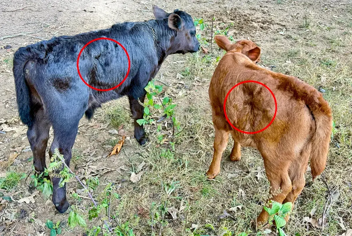 London and Del before nursing, with red circles highlighting the hollow area through each calf's flank used as one clue when assessing whether a calf has had enough milk.