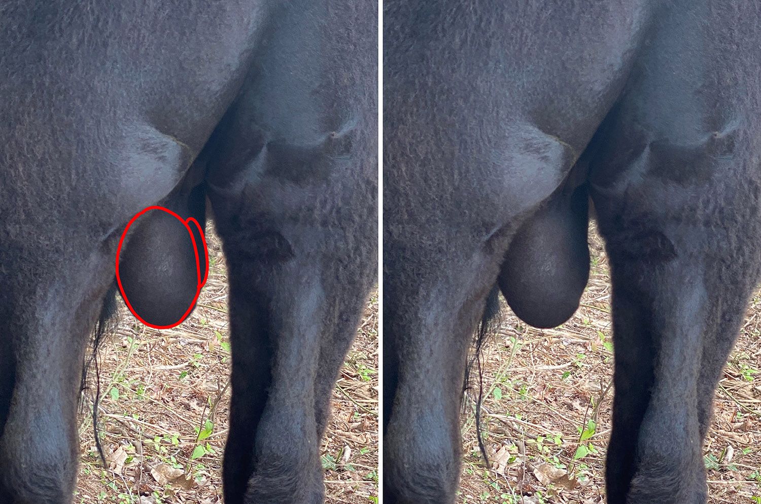 Malformed testicles in young Dexter bull at Mountain Heritage Farm — example of why palpation is critical for breeding soundness
