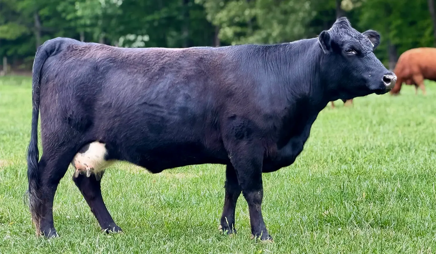 Dexter family milk cow showing practical structure, udder function, and dual-purpose type