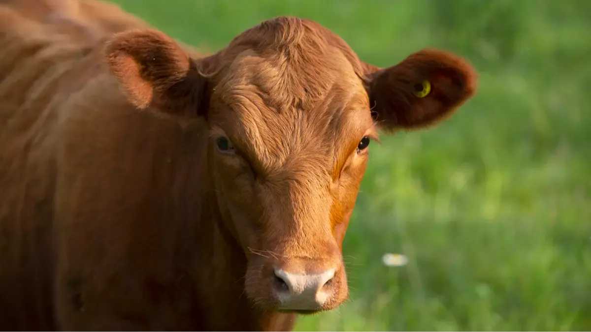 Red Dexter cow from Mountain Heritage Farm that only produced one cup of milk at a time — an example of beef-heavy genetics instead of true milk lines.