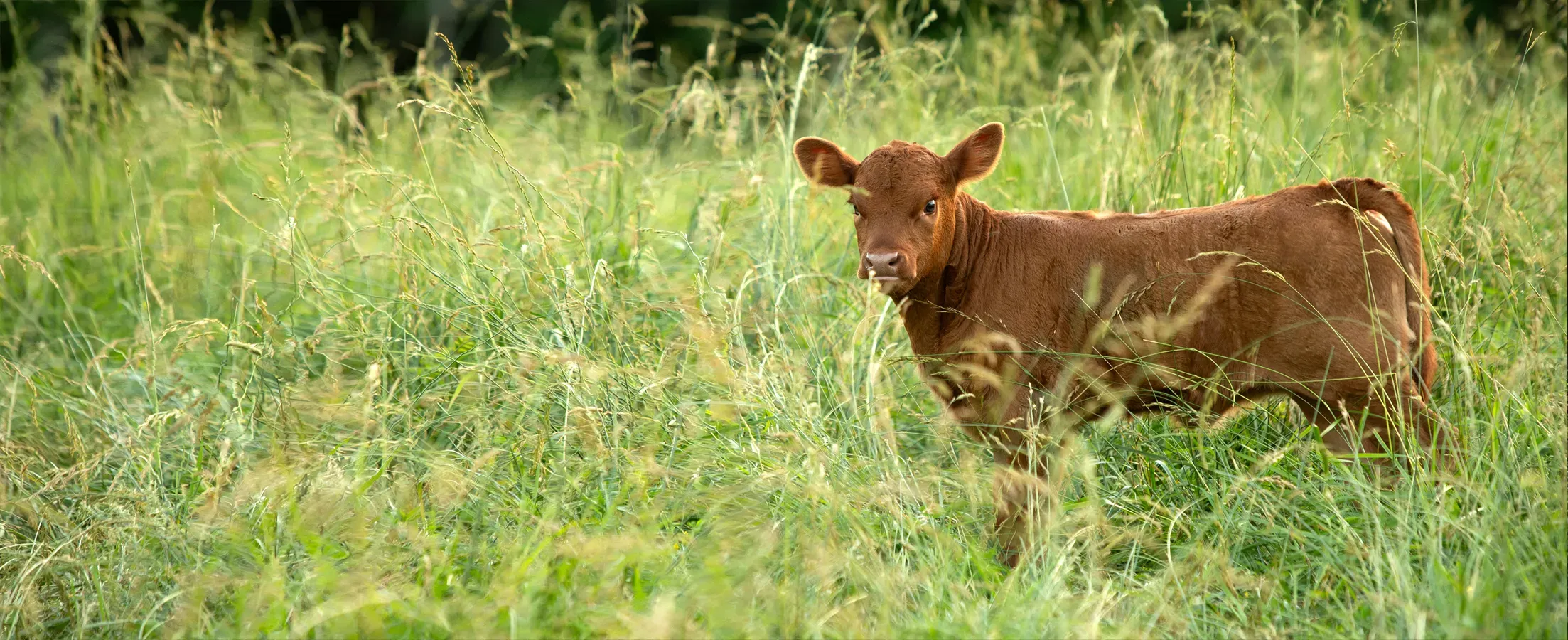 Registered dexter calf in the tall pasture grass on Mountain Heritage Farm.