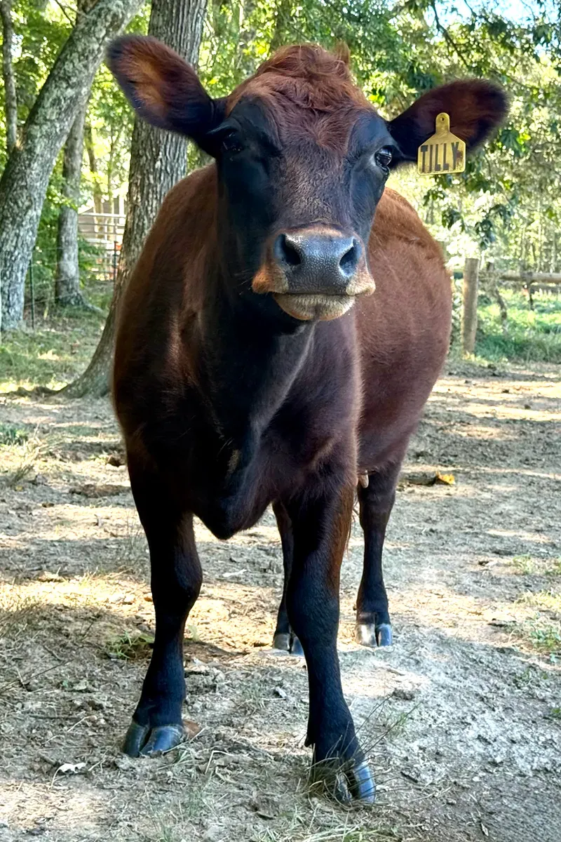 Red Dexter cow Tilly at Mountain Heritage Farm — example of a healthy Dexter milker rarely affected by issues like mastitis or milk fever.