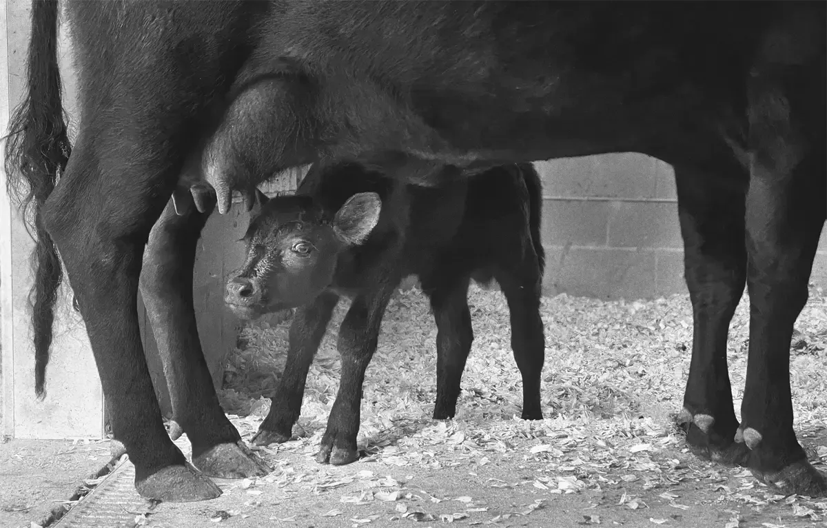 Dexter milk cow standing in the barn with her nursing calf at Mountain Heritage Farm, showing how quickly a smart Dexter can save milk for her baby even while being milked.