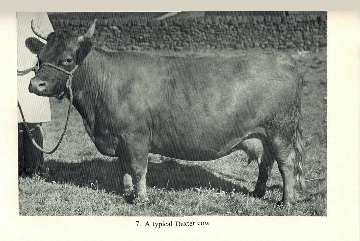 Historic photograph of a typical Dexter cow from E. R. Thrower’s book The Dexter Cow.