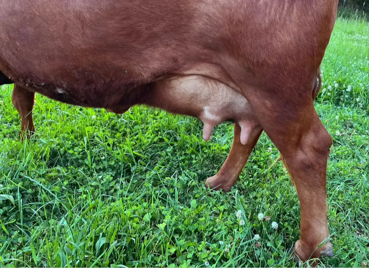 Udder of a mature Dexter cow in milk, shown as the dam of one of our herd bulls and granddam to his calves