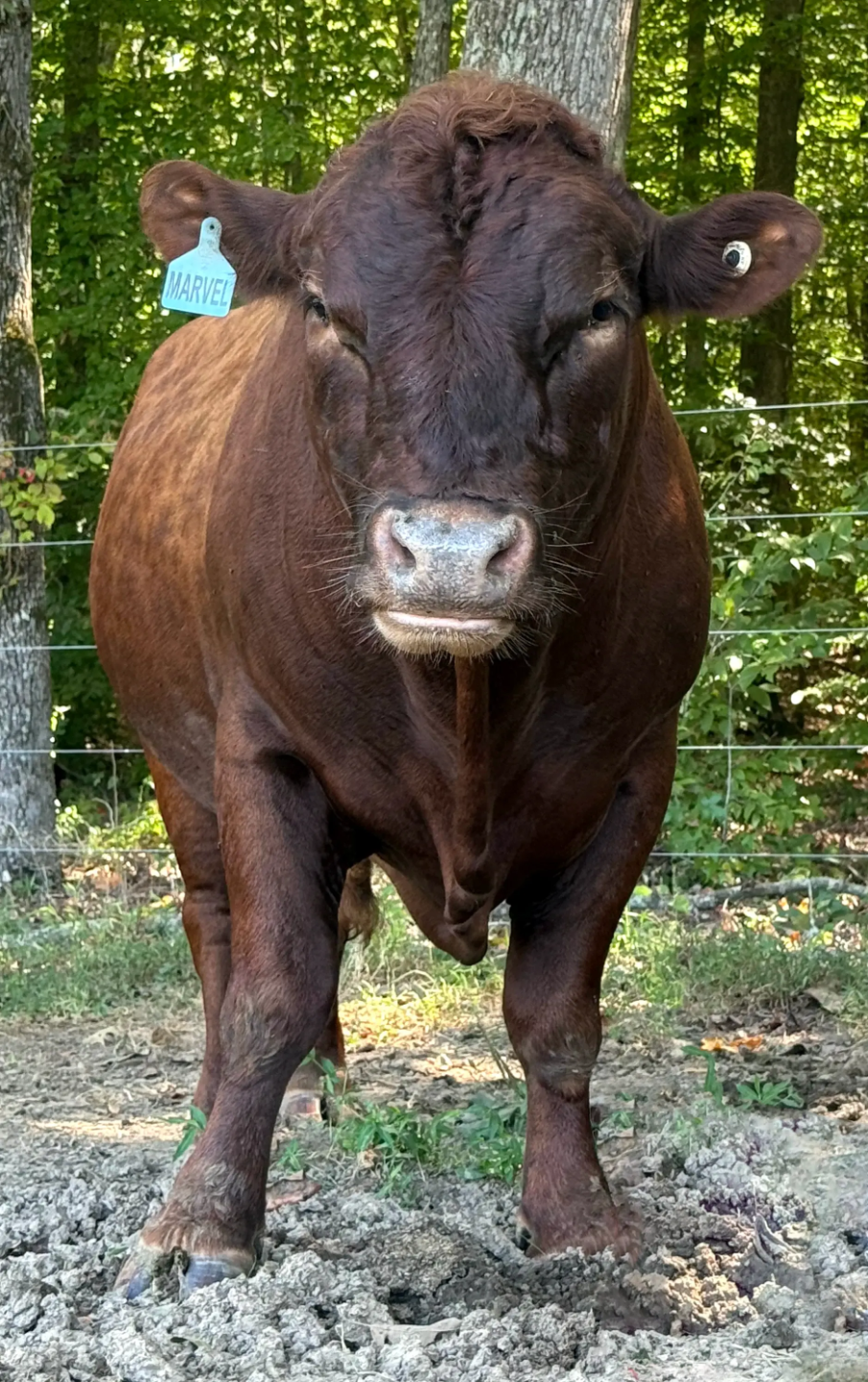 Marvel, proven red Dexter bull at Mountain Heritage Farm representing ideal conformation, temperament, and reproductive soundness