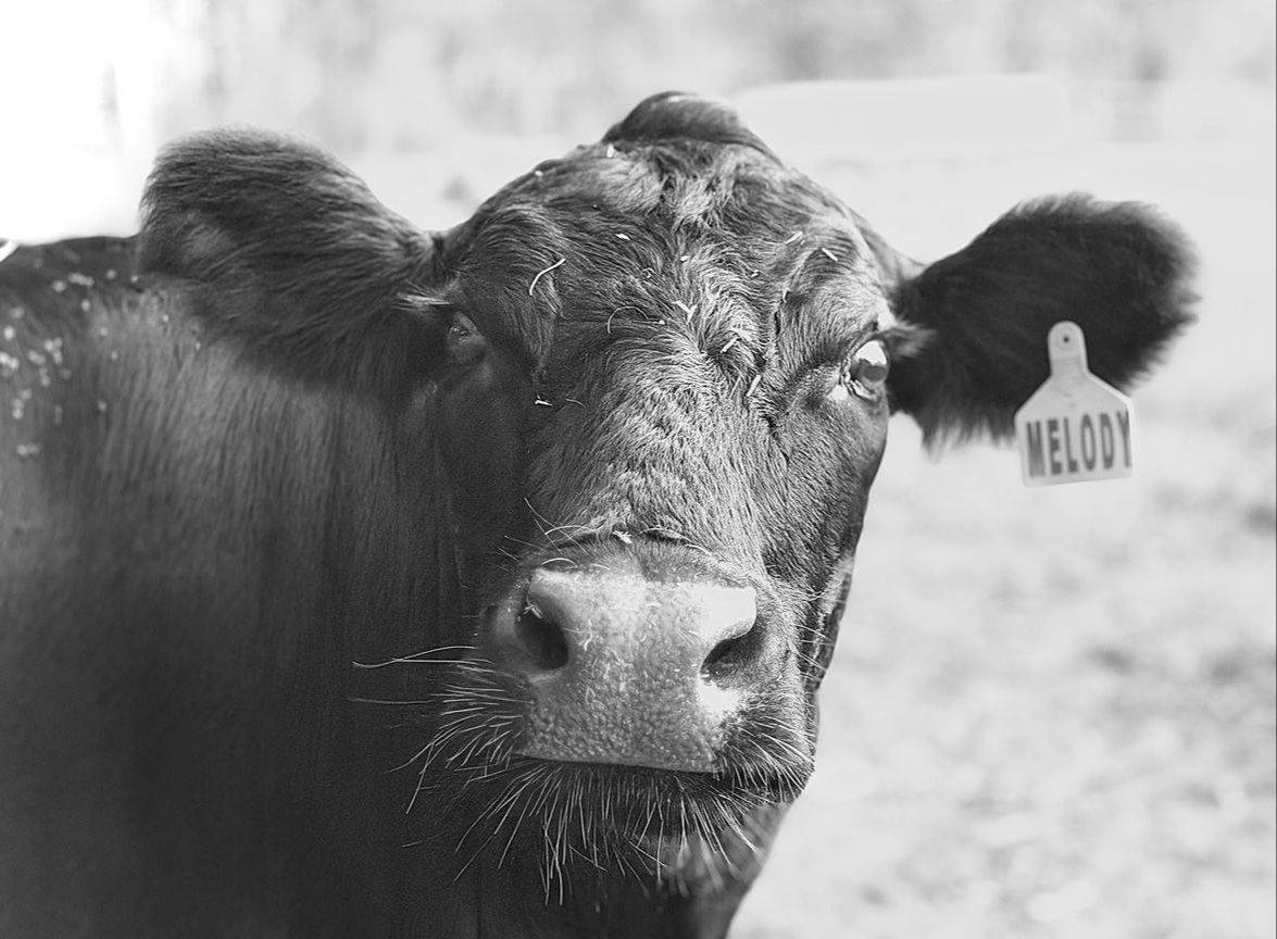 Black Dexter cow Melody looking toward the camera at Mountain Heritage Farm.