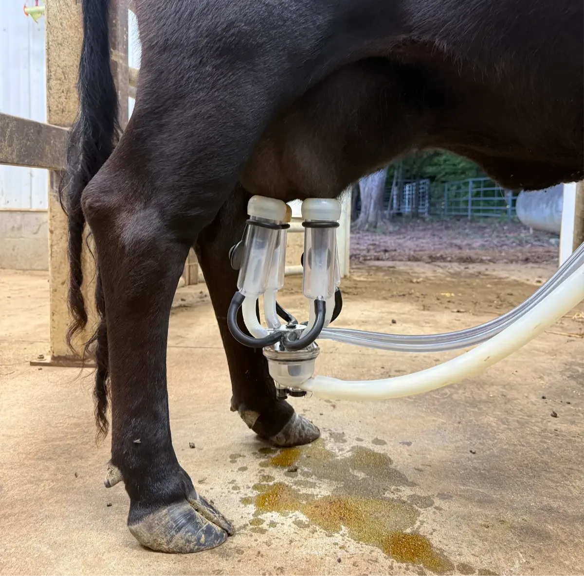 Close-up of a Dexter cow’s udder with a milking claw attached, showing a clean and efficient milking setup at Mountain Heritage Farm.