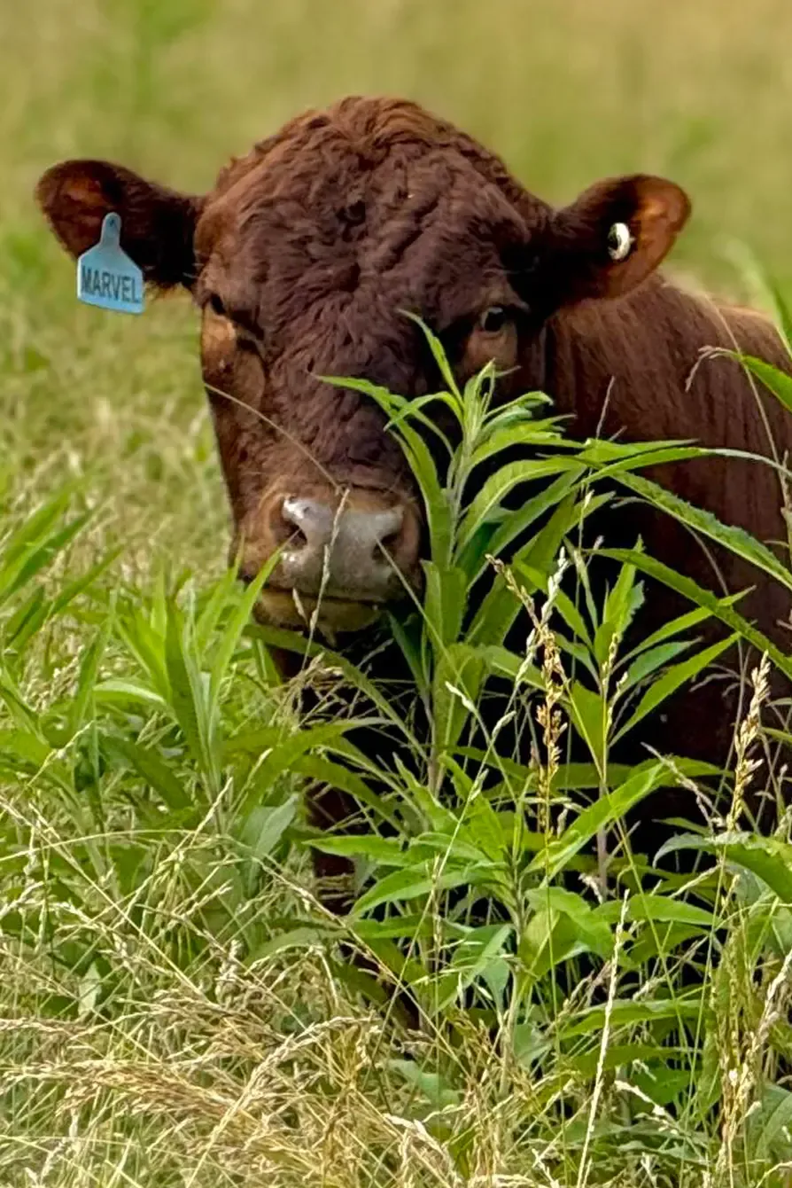 Young Dexter bull with ear tag in tall grass, evaluating temperament
