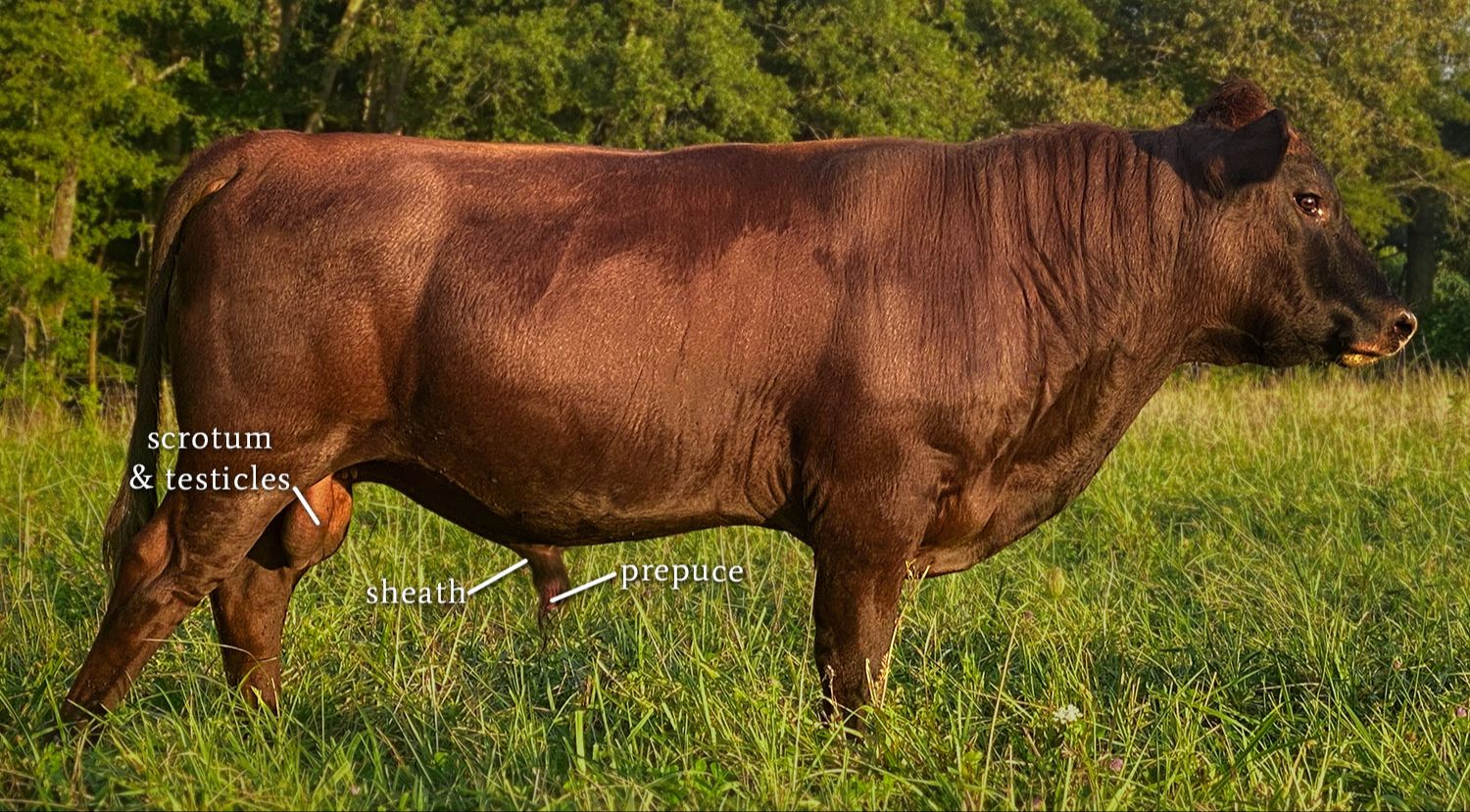 Belle Fourche Baloo, two-year-old red Dexter bull at Mountain Heritage Farm showing prime reproductive soundness
