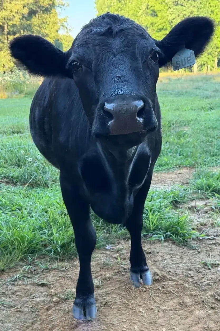 Black Dexter cow Sue at Mountain Heritage Farm — in her second lactation, a lower producer averaging around 2 gallons per day.