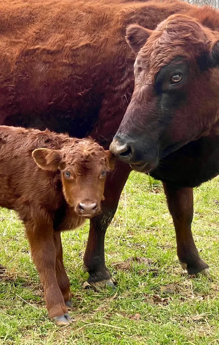 Dexter cow Eloise, herd matriarch at Mountain Heritage Farm, standing with her homo-polled bull calf Gilbert in the pasture.