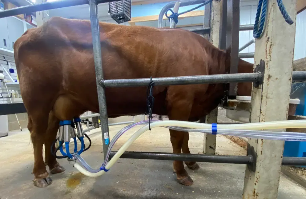 Red Dexter cow Carly in the stanchion at Mountain Heritage Farm — produced a modest first lactation, then peaked near 4 gallons a day as a second freshener.