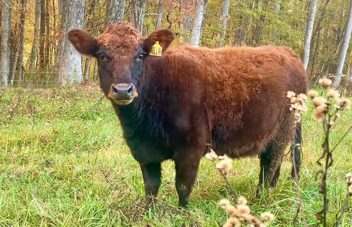 Dexter cow Tilly at Mountain Heritage Farm — A2/A2 milk protein genetics.