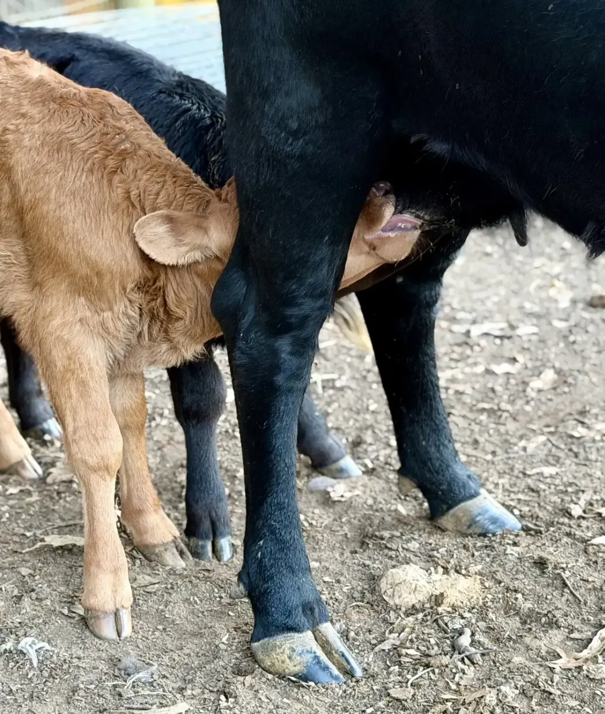 Dexter calves nursing from a cow at Mountain Heritage Farm.