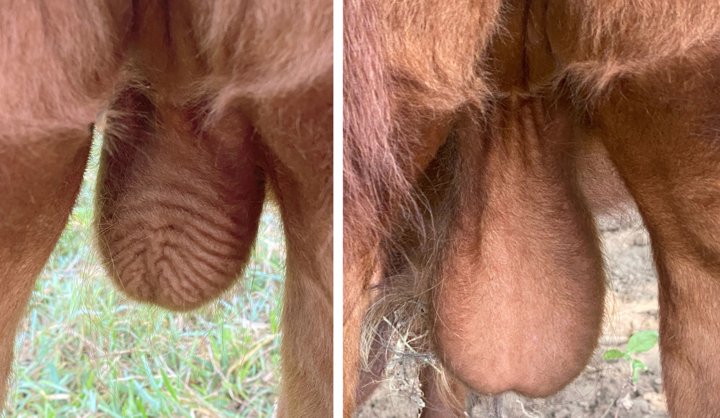 Dexter bull testicles at Mountain Heritage Farm showing normal variation in scrotum appearance — wrinkled vs. smooth