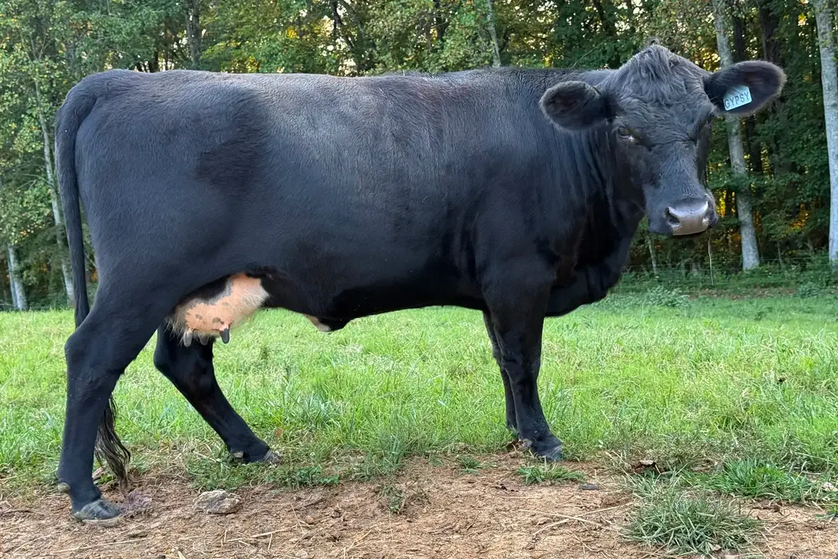Black Dexter cow named Gypsy at Mountain Heritage Farm — one of my best first-freshening heifers with excellent udder capacity and dual-purpose build.
