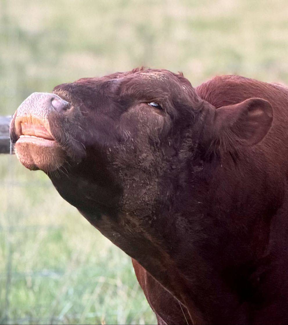 Red Dexter bull curling his upper lip in the flehmen response while standing in a pasture at Mountain Heritage Farm.