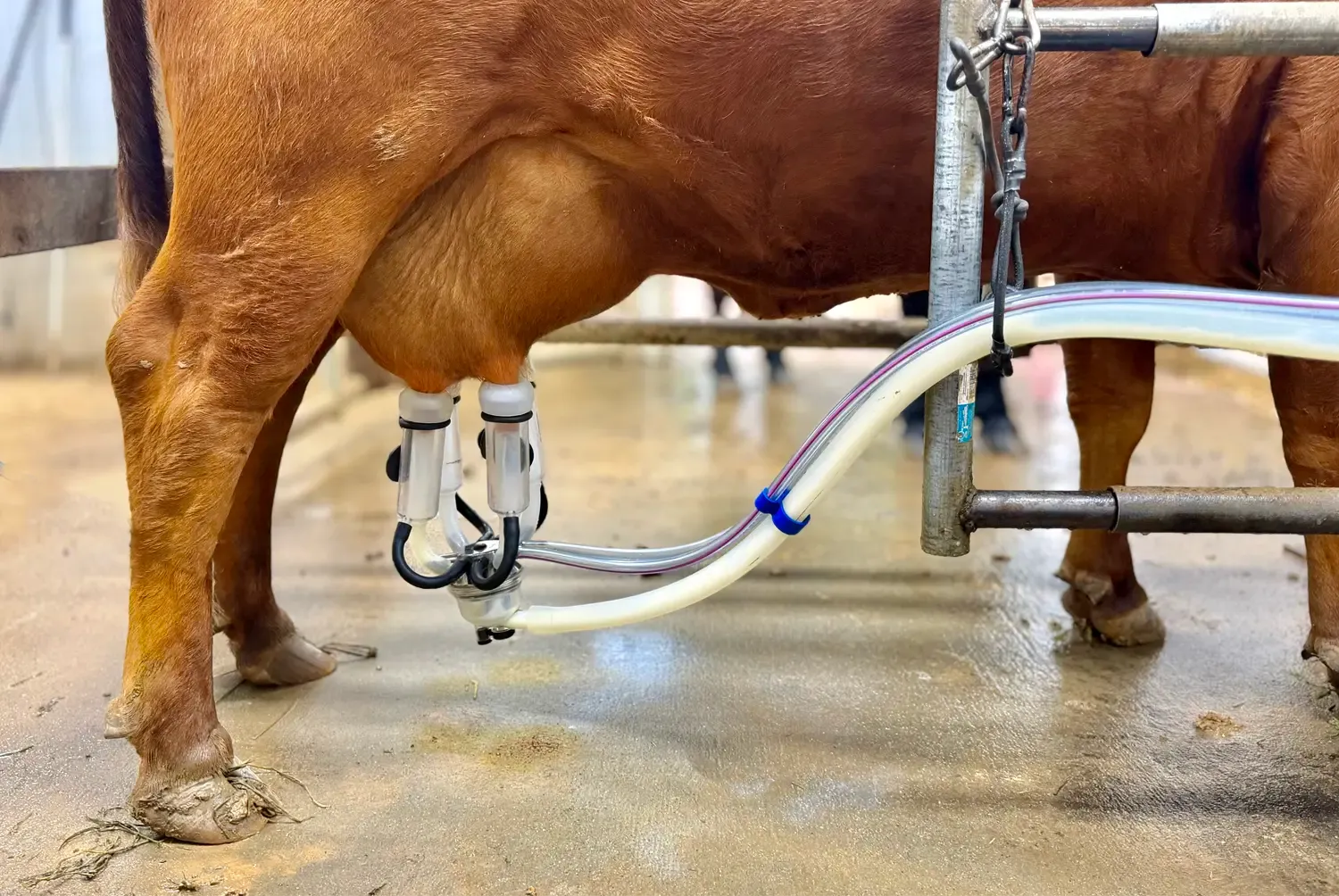 Dexter cow being milked by machine in a stanchion, showing udder structure, teat placement, and practical milking setup