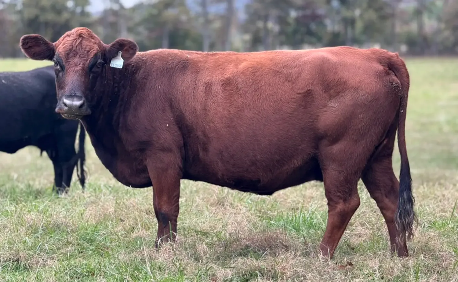 Mature Dexter cow in pasture, showing why the best family milk cow should match the farm, the family, and the daily milking routine