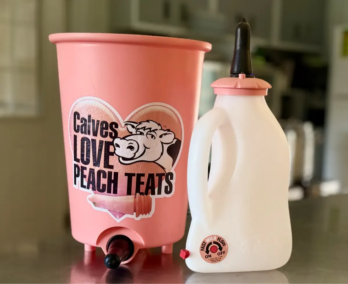 Peach Teat brand calf feeding bucket and bottle with soft black nipples on a stainless surface, showing the equipment used for bottle-feeding Dexter calves at Mountain Heritage Farm.