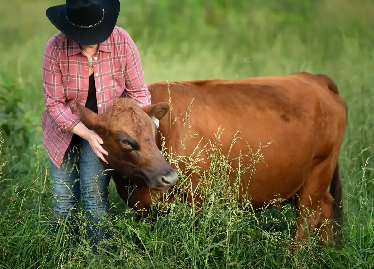 Farmer at Mountain Heritage Farm gently petting a red Dexter cow in a Tennessee pasture.