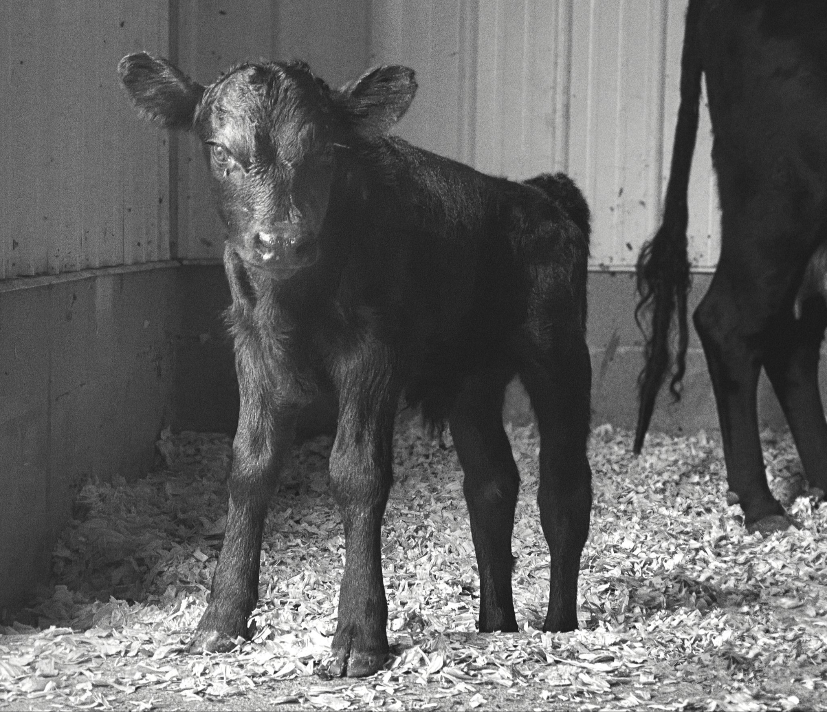 Young Dexter bull calf at Mountain Heritage Farm — example of avoiding overly bullish calves for better herd management