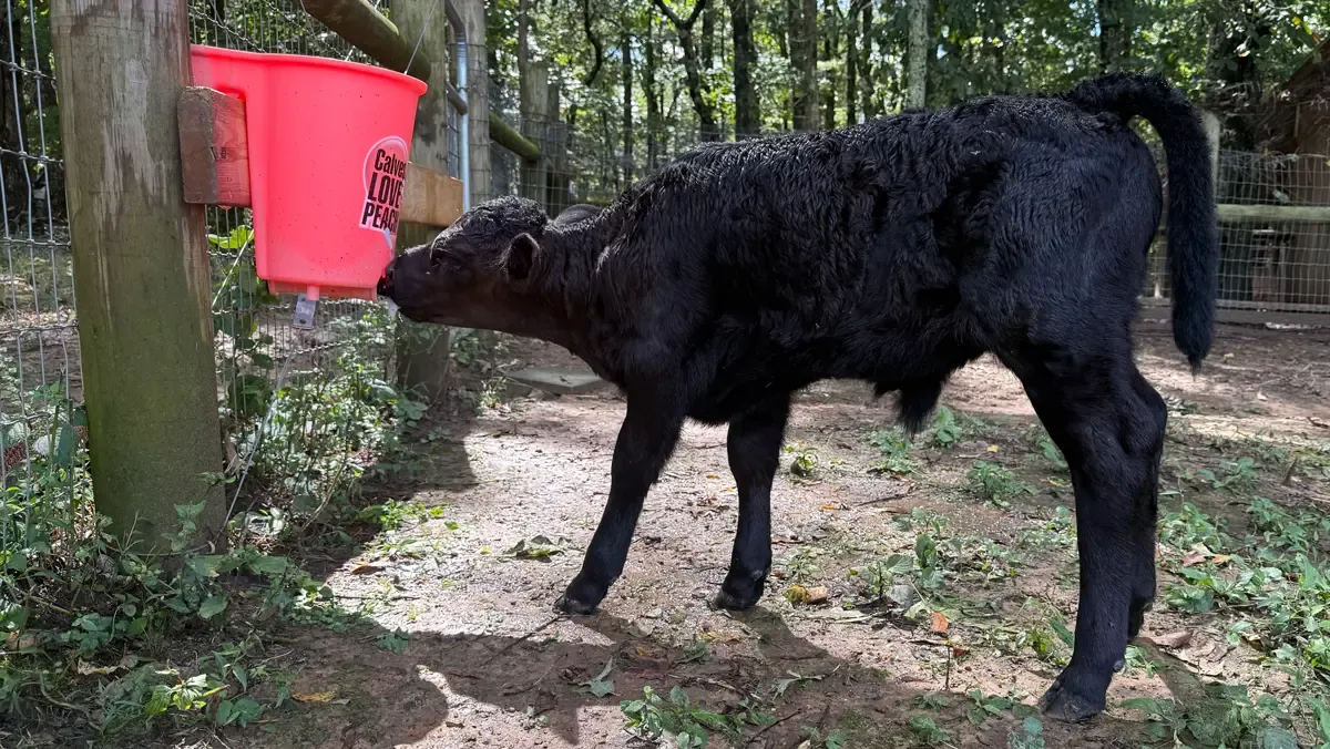 Black Dexter calf drinking from a low-mounted pink bucket feeder, demonstrating the correct forward-and-down feeding angle that prevents aspiration pneumonia.