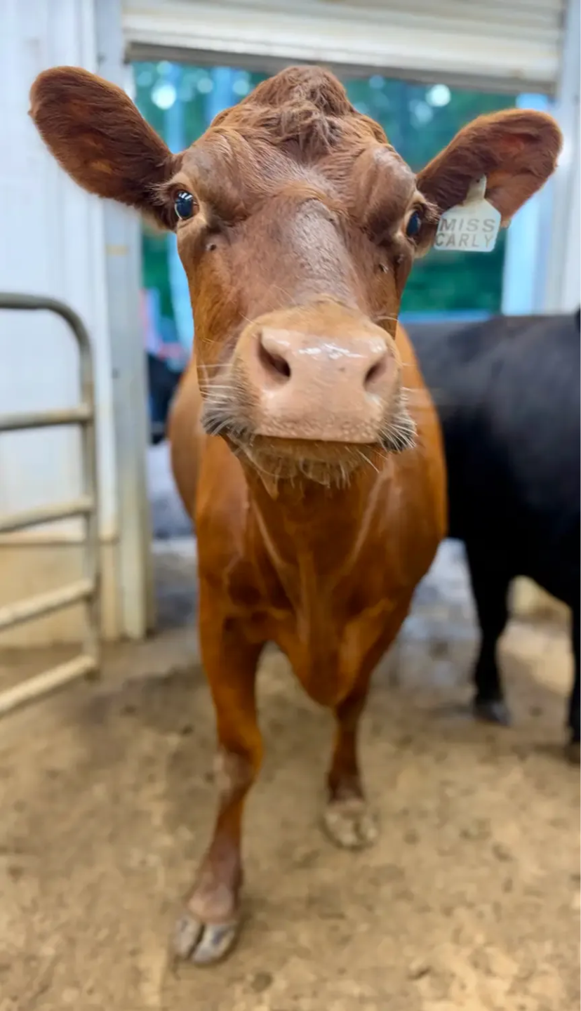 Four-year-old Dexter milk cow standing calmly in the barn after producing 18 pounds of milk, showing why mature cows should be evaluated by records and cow family