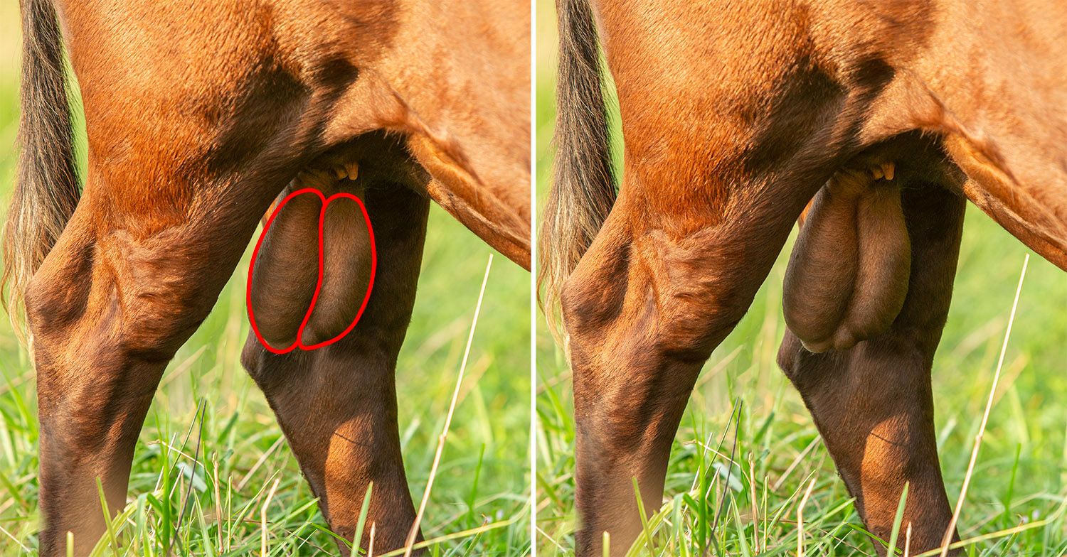 Close-up of Dexter bull testicles and sheath at Mountain Heritage Farm showing normal reproductive soundness