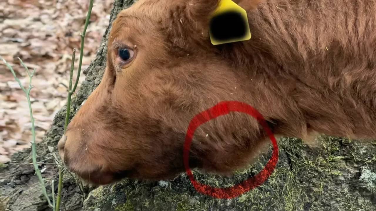 A Case Study in Veterinary Partnership | Dexter Cattle Health