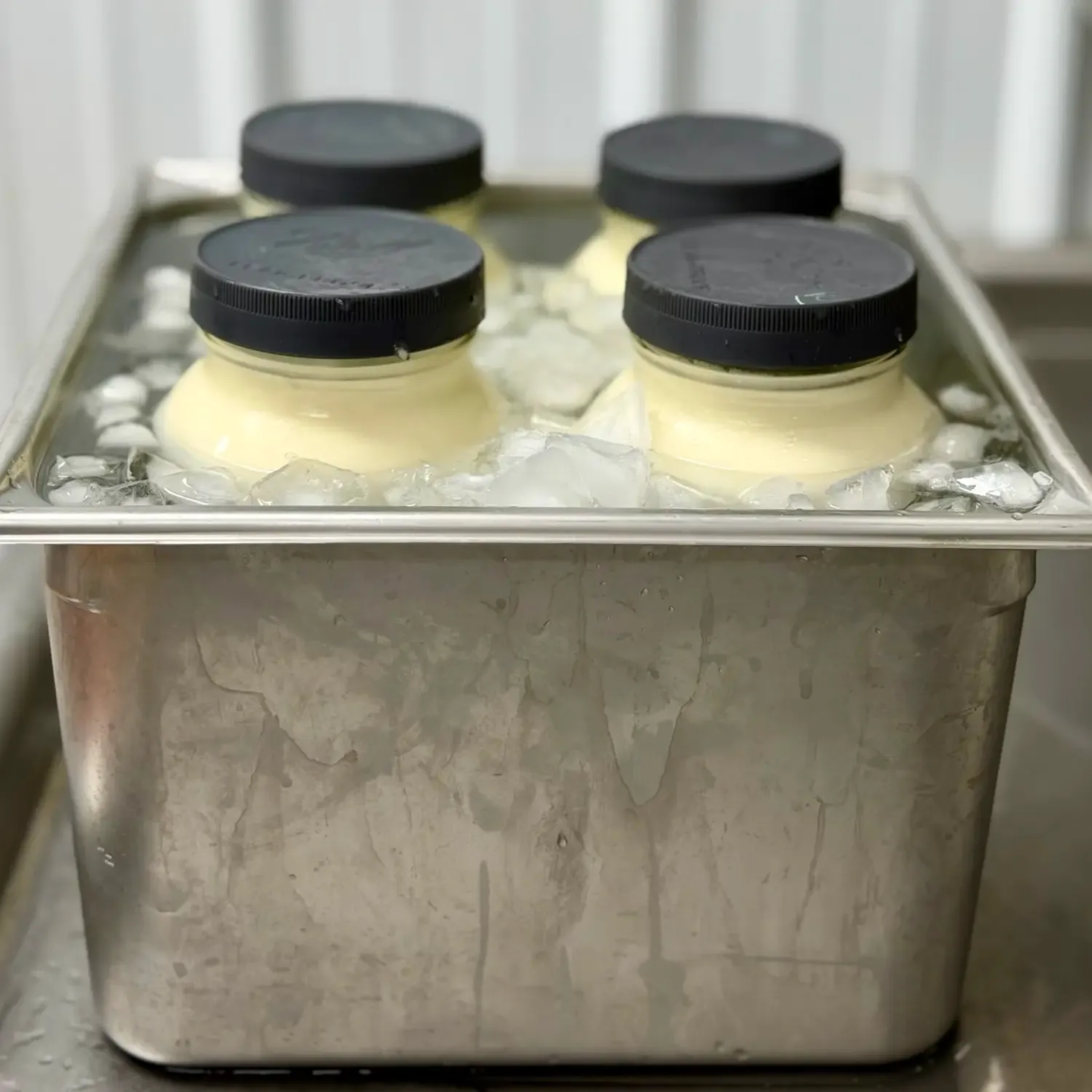 Fresh Dexter cow milk cooling quickly in jars after milking