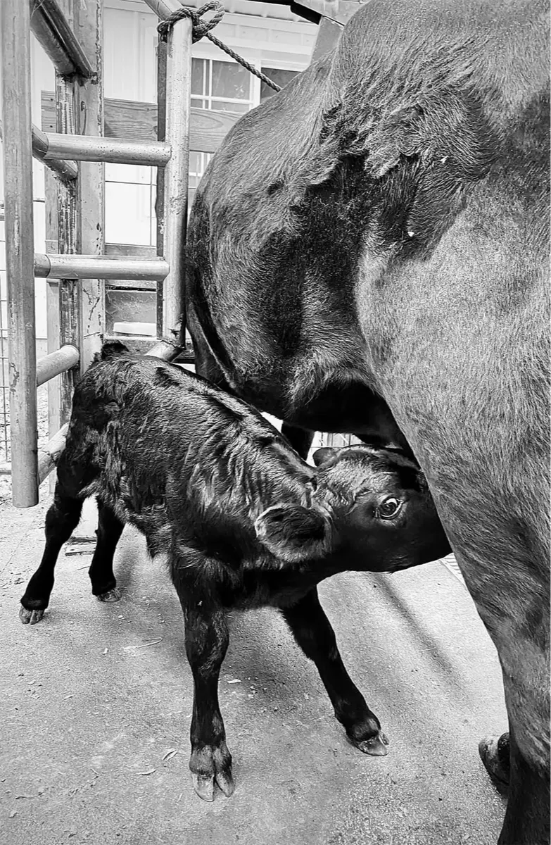 Dexter milk cow nursing her calf in the stanchion at Mountain Heritage Farm — showing the natural bond that makes calf sharing challenging for small, family-raised Dexters.