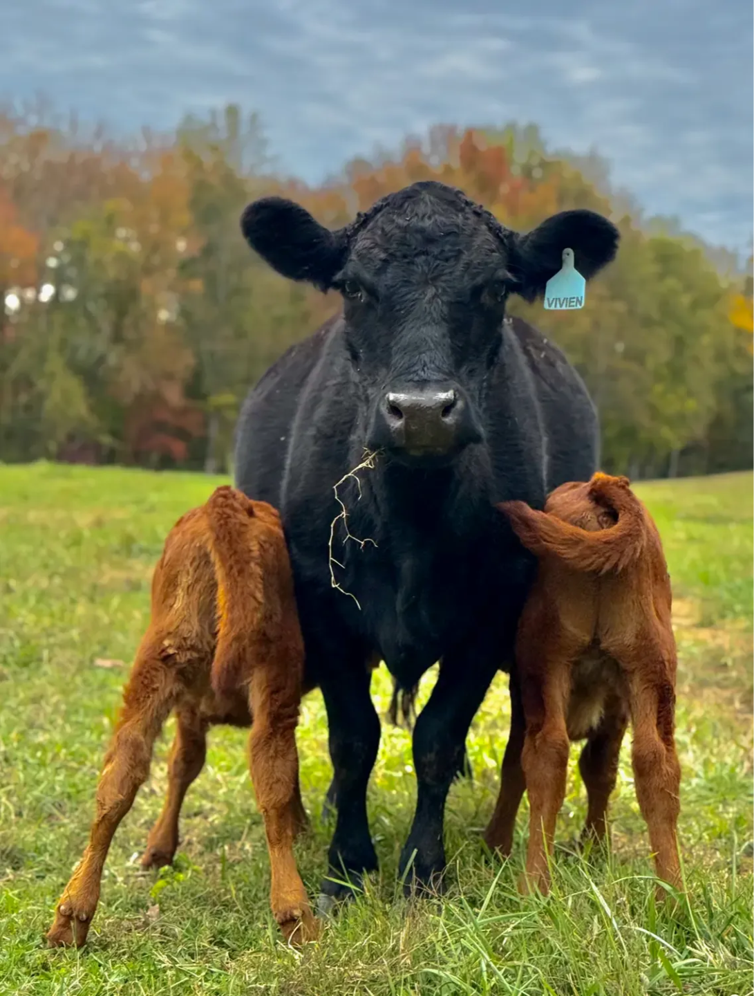 Dexter nurse cow with twin calves, showing that strong mothering ability is valuable but different from proven household milk production 