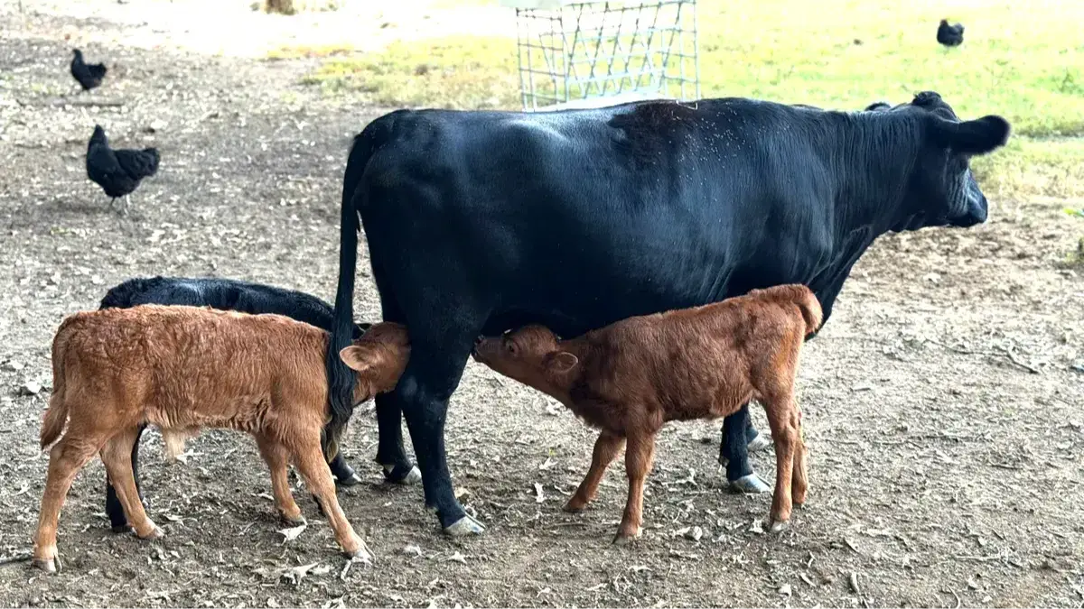Transitioning Bottle Calves to a Nurse Cow