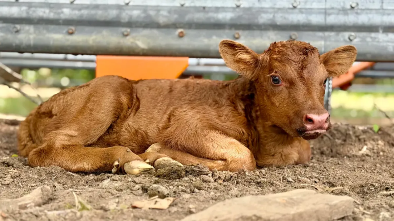 Belle Fourche Tilly, newborn Dexter calf.
