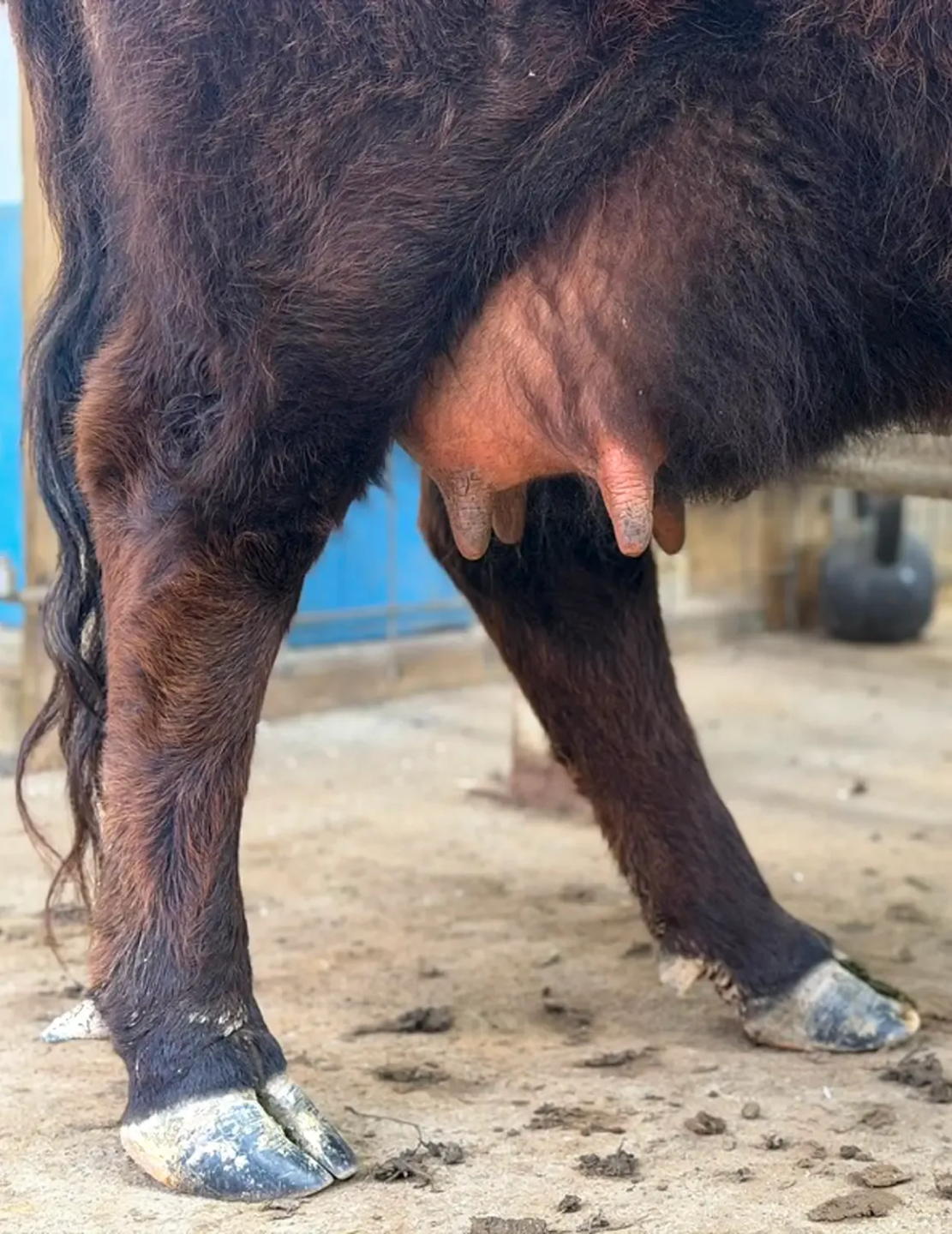 Dexter cow udder and teats, showing why registration alone does not prove practical family milk cow usefulness
