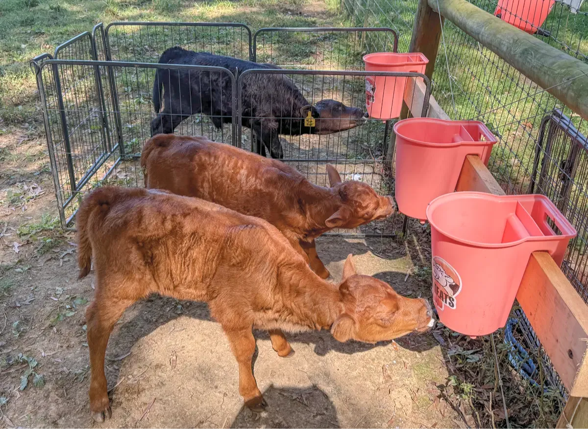 Three Dexter steer calves drinking from pink bucket feeders in a clean outdoor pen at Mountain Heritage Farm, illustrating a sanitary, low-level bucket-feeding setup.